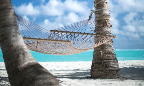 hammock, palm trees, vacation